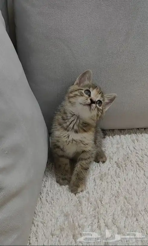 احتاج بسه للتبني 0