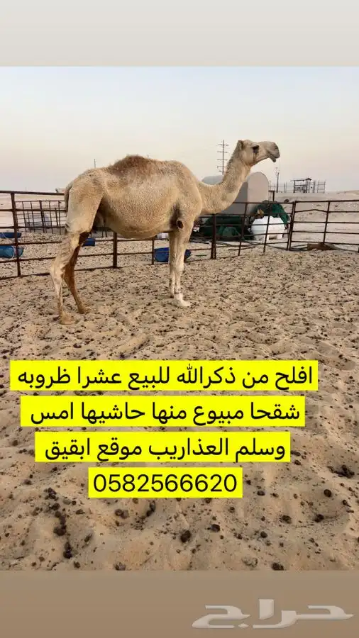 للبيع ناقه 0