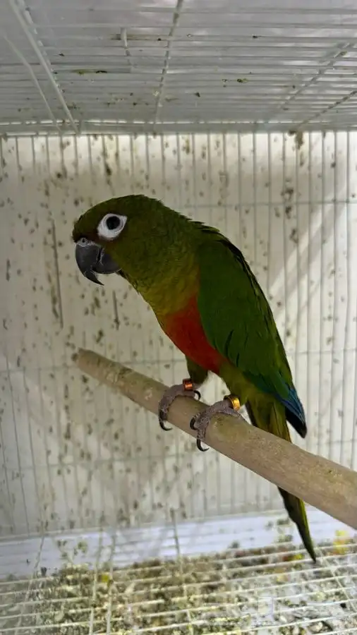 ذكر صن كنيور و ذكر هجين 2