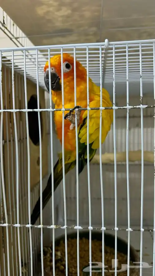 ذكر صن كنيور و ذكر هجين 0