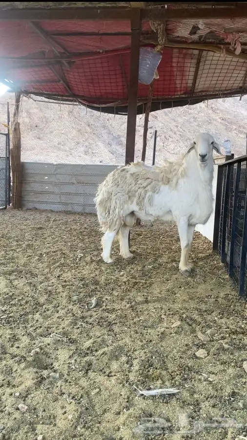 طلي صنف الصنف سنه بداية سديد مشروط وحار ومنتج انتاج قوي 1