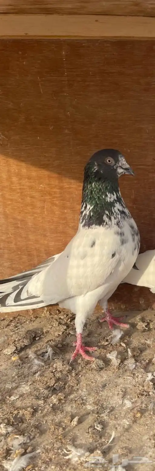 زوج باكستاني 0