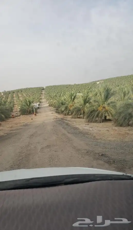 مطلوب مزرعه نخيل اخلاص للايجار لتواصل 0