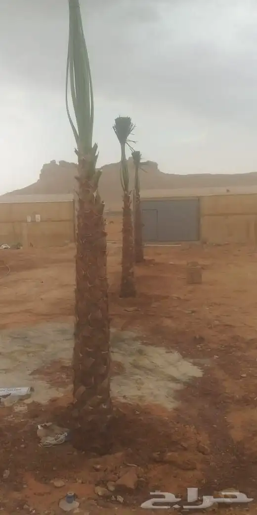 يوجد لدينا توريد جميع انواع نخيل 1