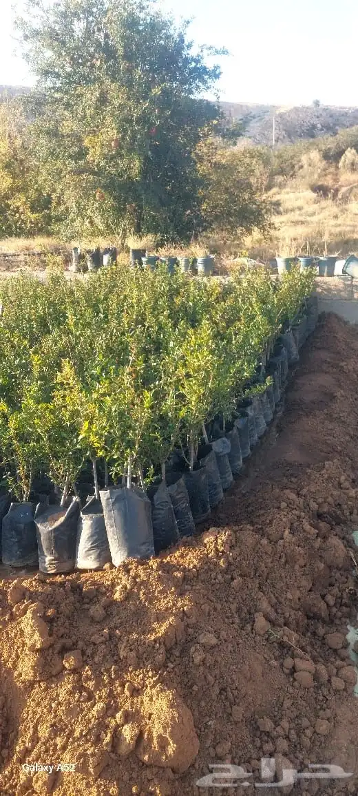 شتلات رمان من رمان الجوف 0