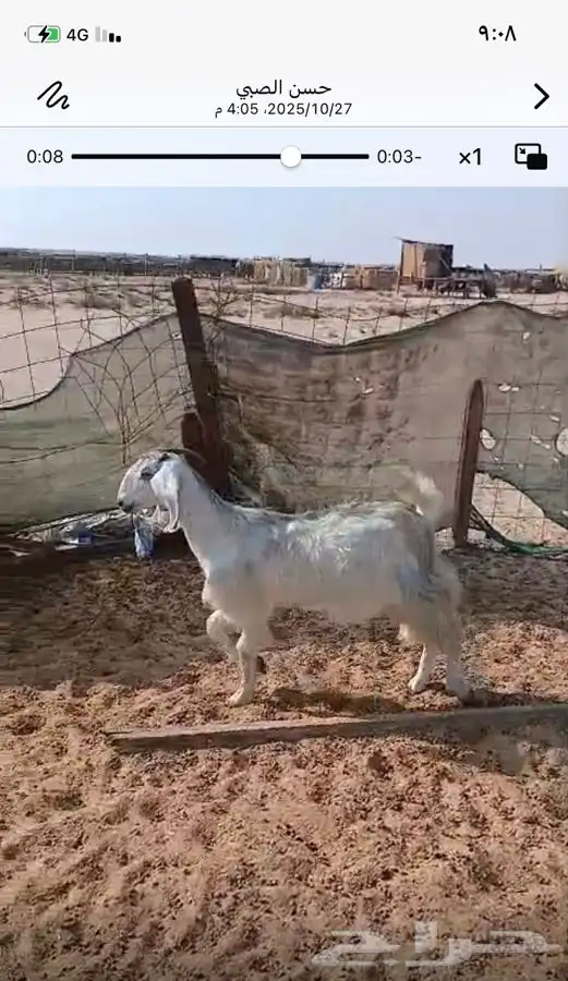 جفره عارضيه جذعه دافع جرم الحد 2000ريال 6