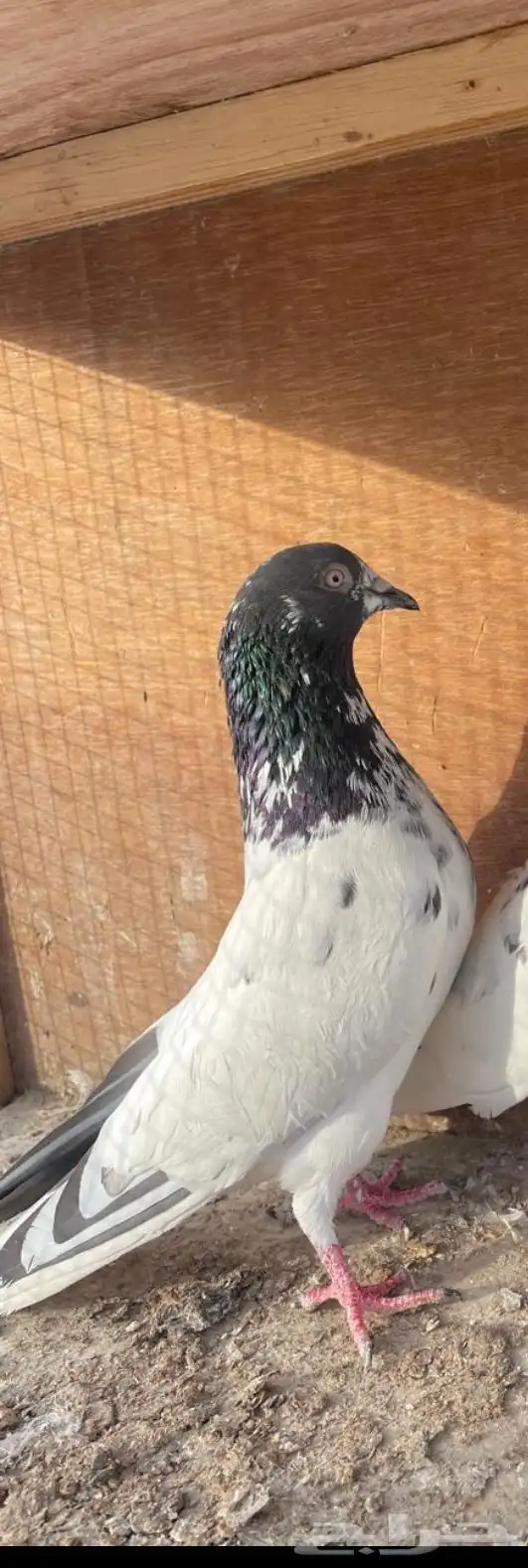 زوج باكستاني 3