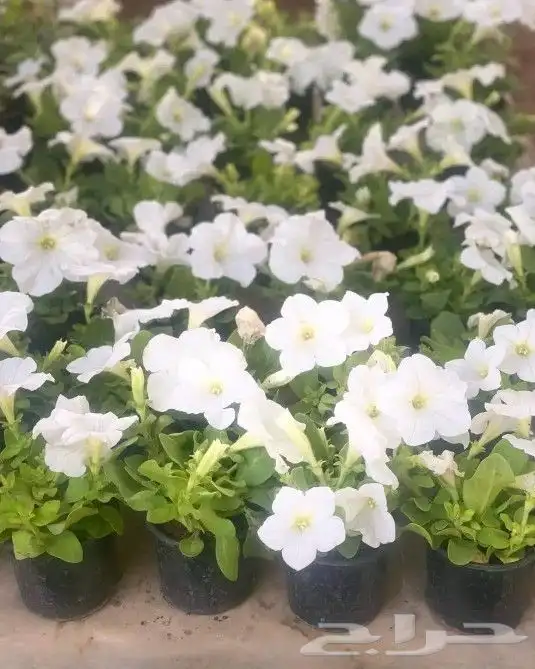 يوجد جميع انواع الاشجار والنباتات يوجد تيل طبيعي 5