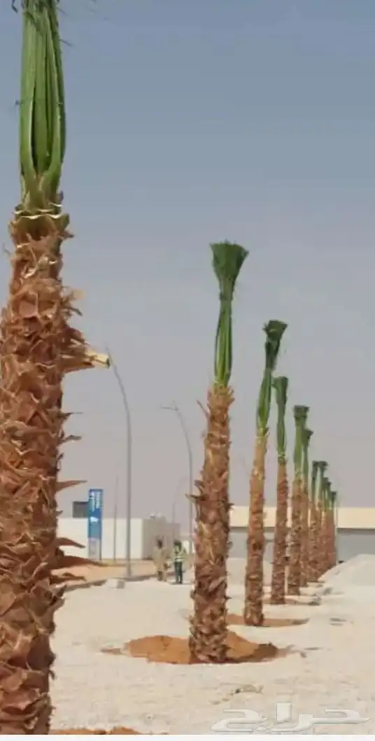 ابو علي لتوريد انخيل 9