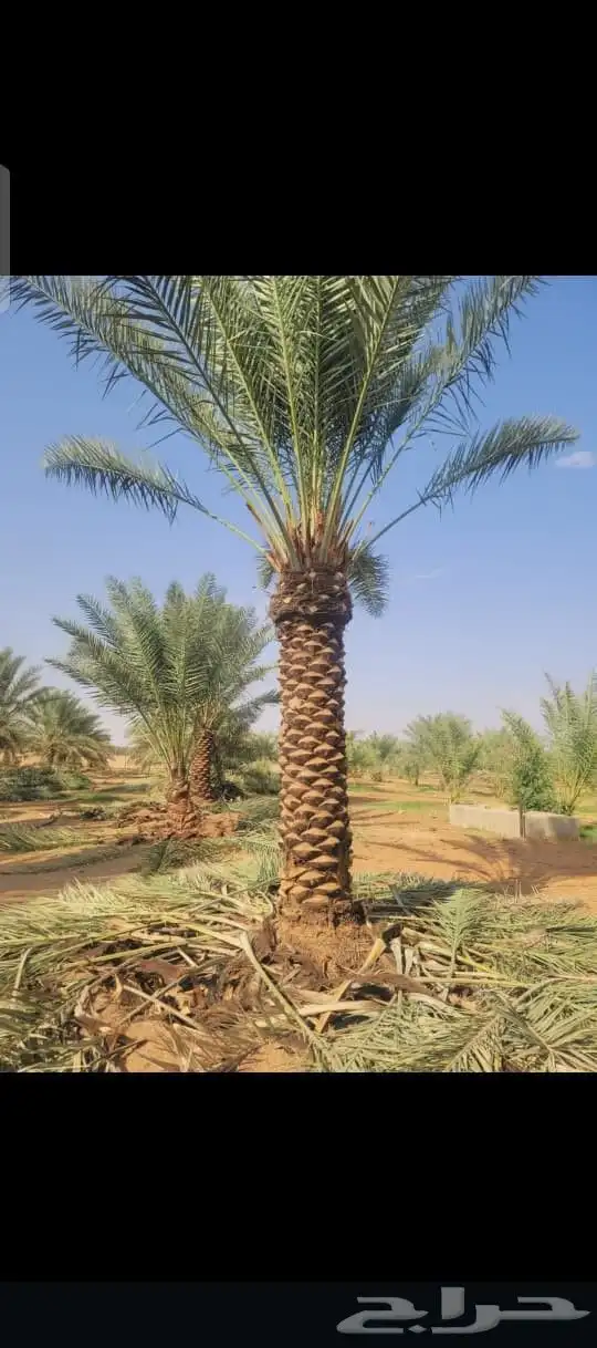 يوجد لدينا جميع انواع النخيل مثمره وجميع المقاسات مختلفه 8