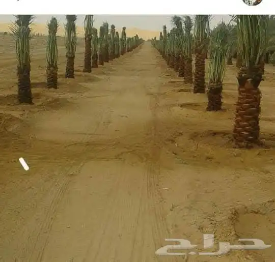 ابو علي لتوريد انخيل 0