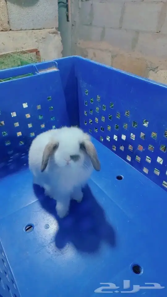 متوفر أرنبه أنتي هولندي لوب دم صافي 0