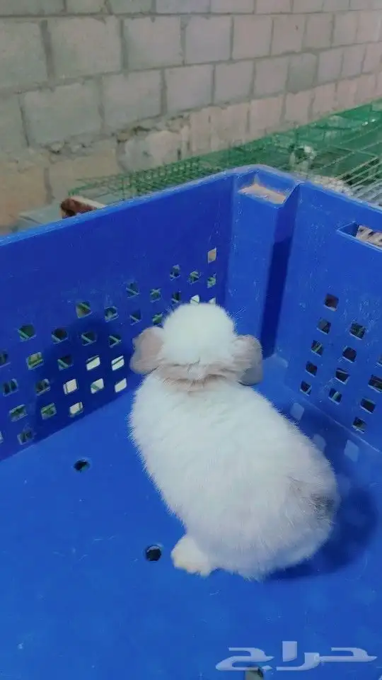متوفر أرنبه أنتي هولندي لوب دم صافي 1