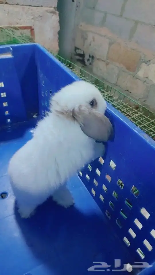 متوفر أرنبه أنتي هولندي لوب دم صافي 2