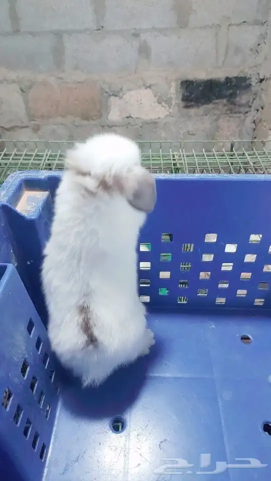 متوفر أرنبه أنتي هولندي لوب دم صافي 8