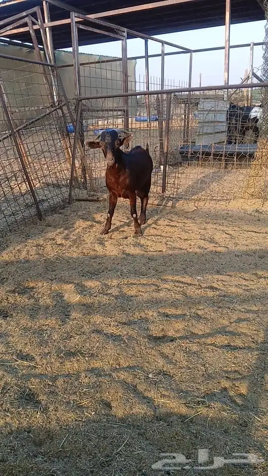 لاهل النوادر تيس مرسيانو 0