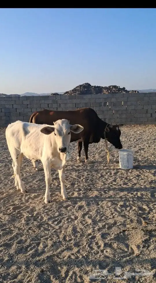 بقر للبيع جرسية و عربية وحسيلة عمرها 10 شهور 5