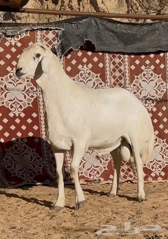 جذع مشروع فحل 1