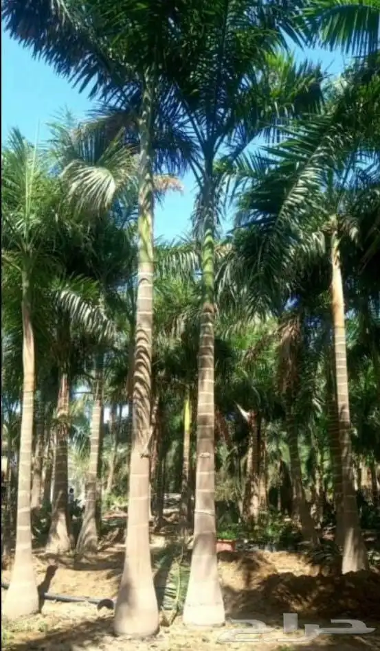 نخل ملوكي 2