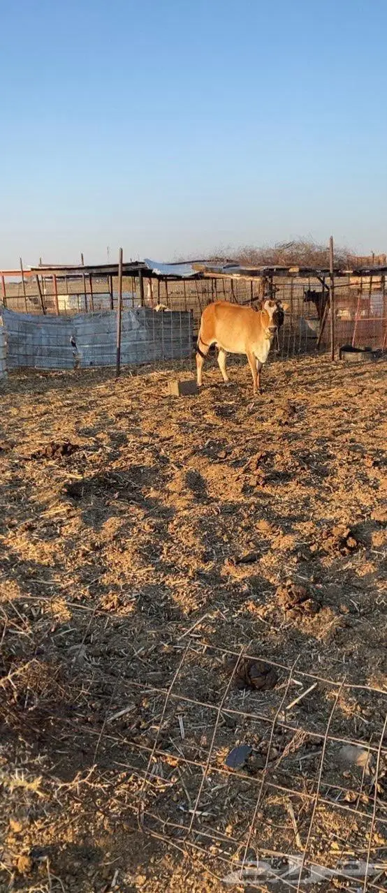 بقره للبيع 0