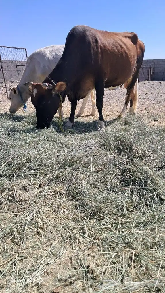 بقر للبيع جرسية و عربية وحسيلة عمرها 10 شهور 2