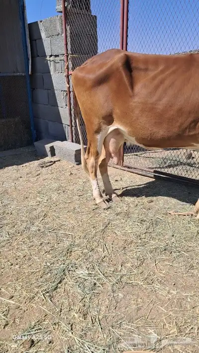 بقر للبيع جرسية و عربية وحسيلة عمرها 10 شهور index