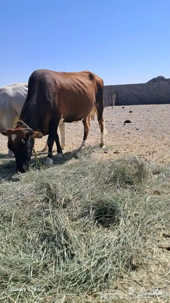 بقر للبيع جرسية و عربية وحسيلة عمرها 10 شهور 0