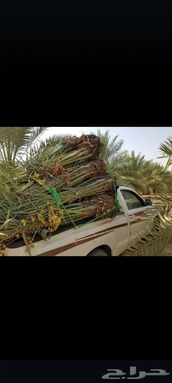 نخل للبيع طالع بتجاه تبوك بجميع مقاساته 4