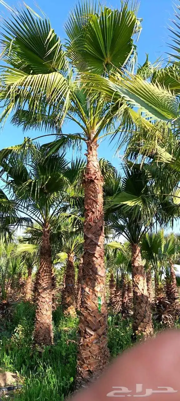 نخيل واشنطني وعربي 1