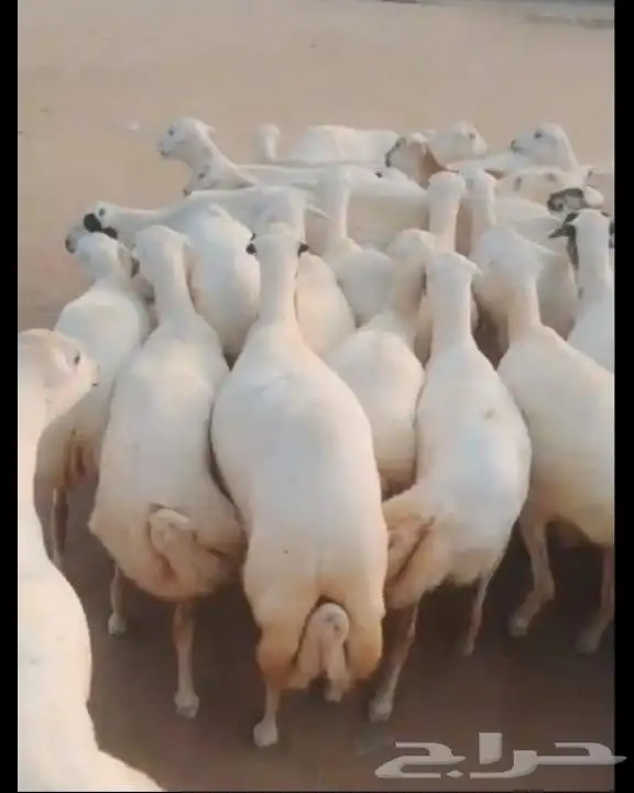 ضان رفيديات دفيع طيبه جرومها طيبة العدد 25واتبع 9 0