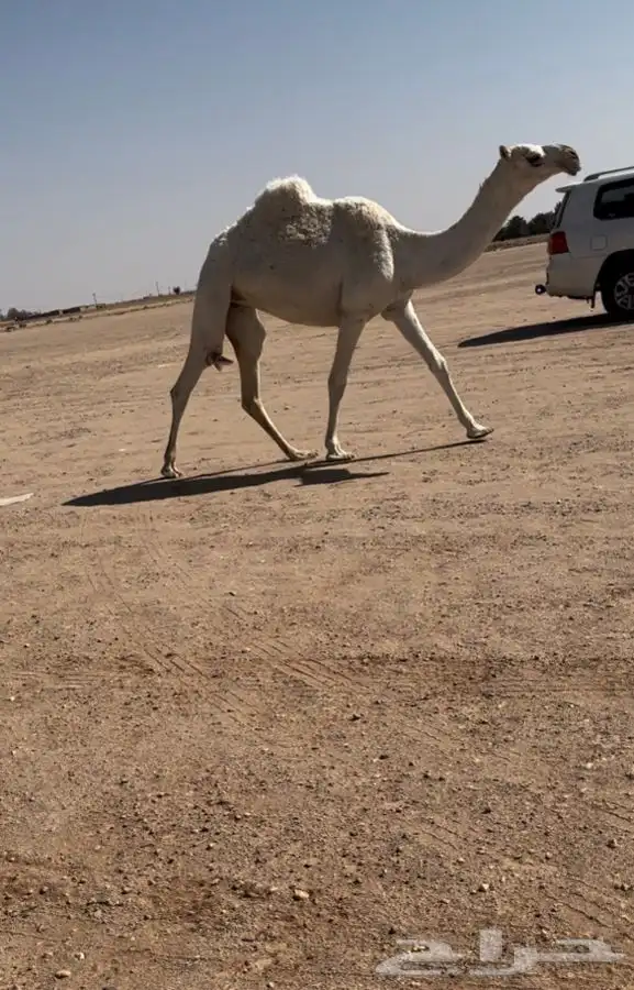 للبيع البكره 0