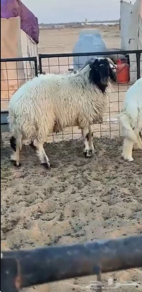 خروف نعيمي 3