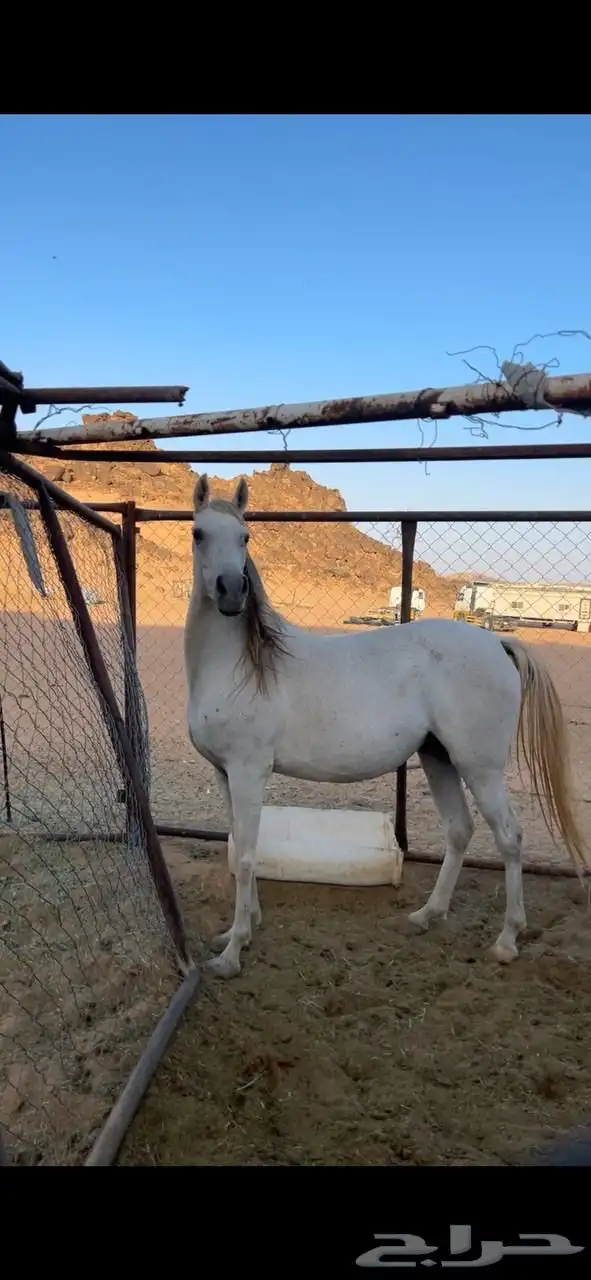فرس لقحه تحتها مهره على الحازم 0