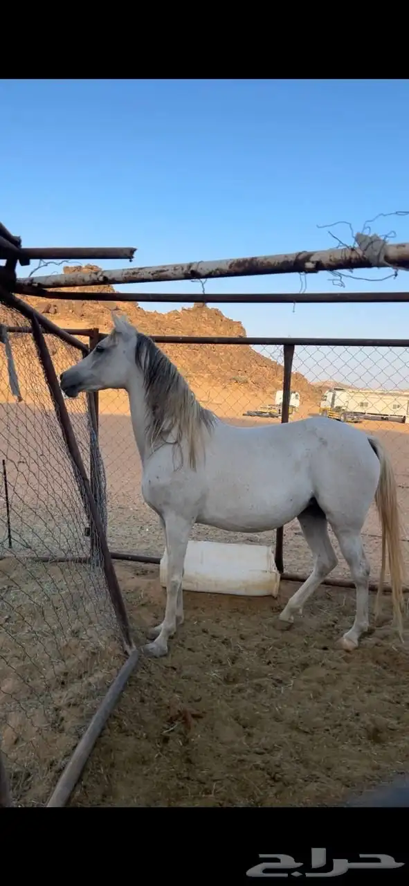 فرس لقحه تحتها مهره على الحازم 1