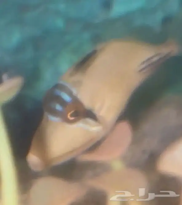 جده حي الثغر 6