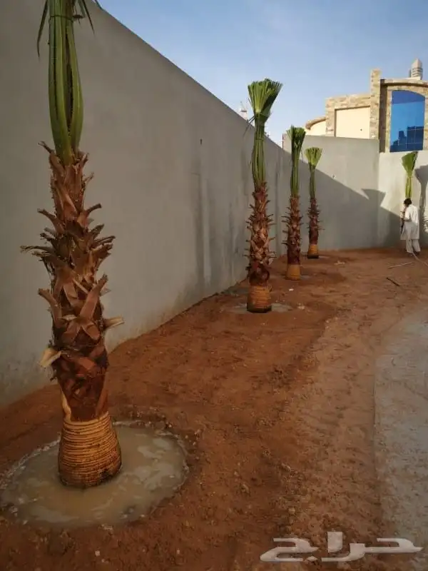 زراعه نخيل عربي واشنطني واعمال الشبوك وتوريدها 3