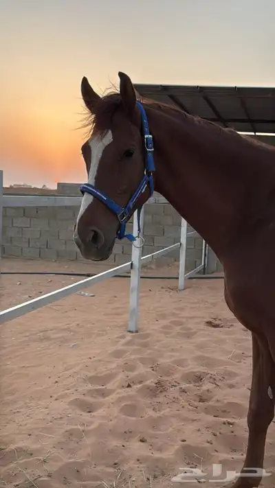 حصان انقليزي index