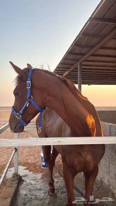 حصان انقليزي index