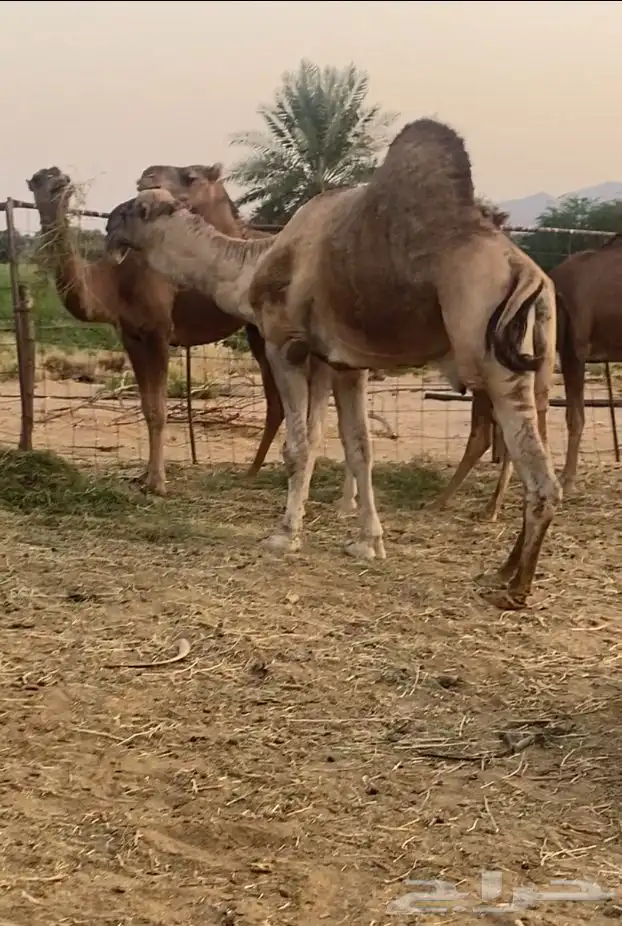 جمل للبيع 0