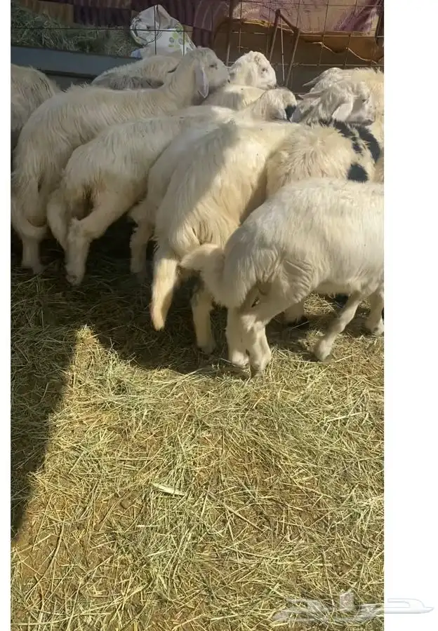 خرفان بلديات طيبه ويوجد توصيل داخل نجران 1