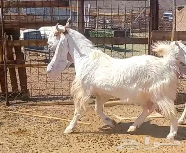 لعشاق الصنف معزا بيض مطورات فواخر ودفيع لاعلي سوم 18