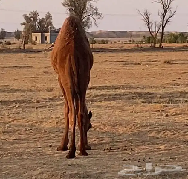 حاشي بري لباني على حليب أمه 1