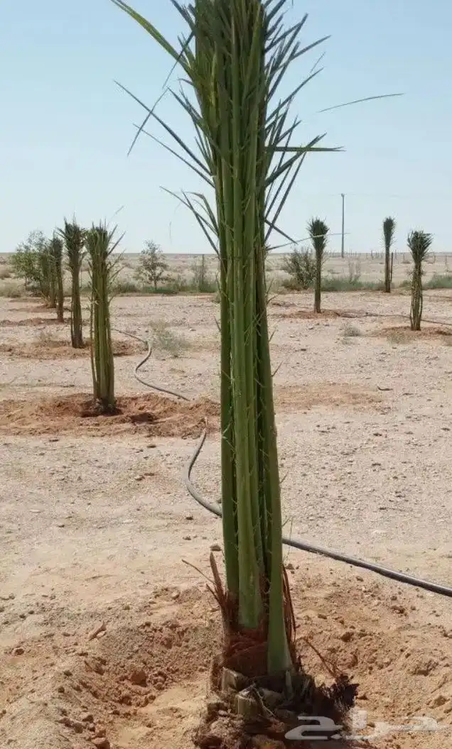 ابو علي لتوريد انخيل 3