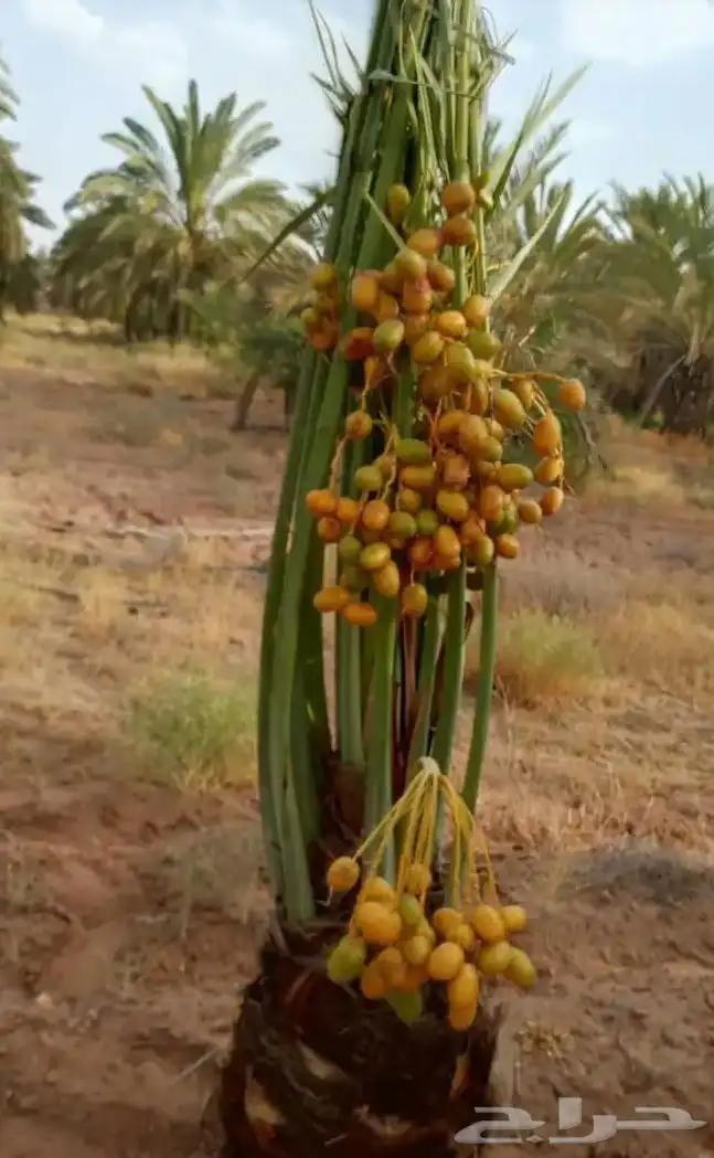 ابو علي لتوريد انخيل 2