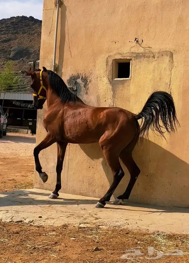 للبيع حصان شعبي شيخ 0