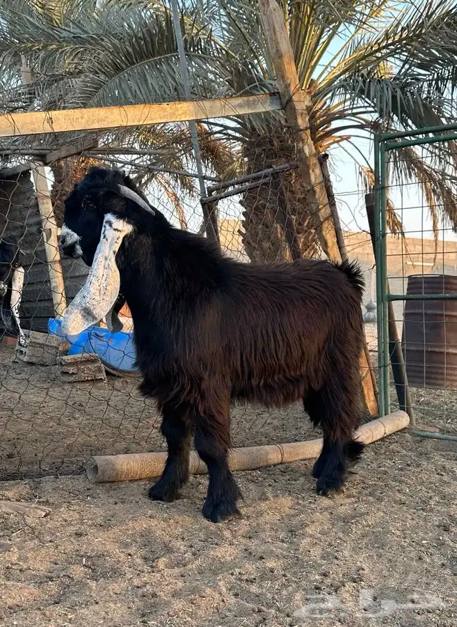 تيس عارضي طيب 2