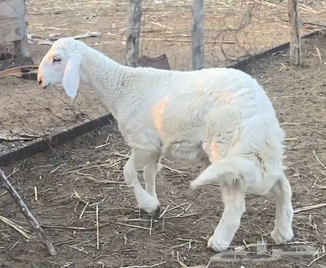 خروف حري كفو 1