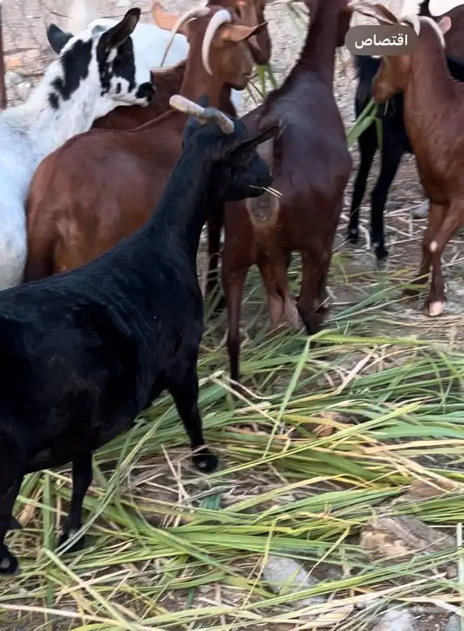 غنم دهم صنف محايليات 9