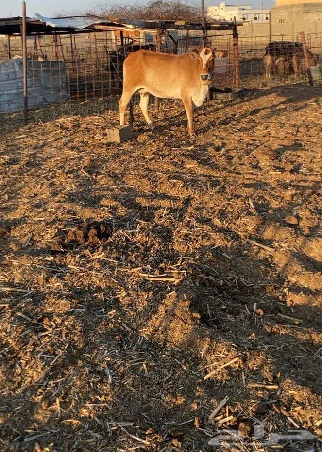 بقره للبيع 1