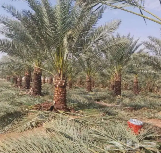 لجميع اعمال الشبوك والبنيان الحجر والنخيل 2